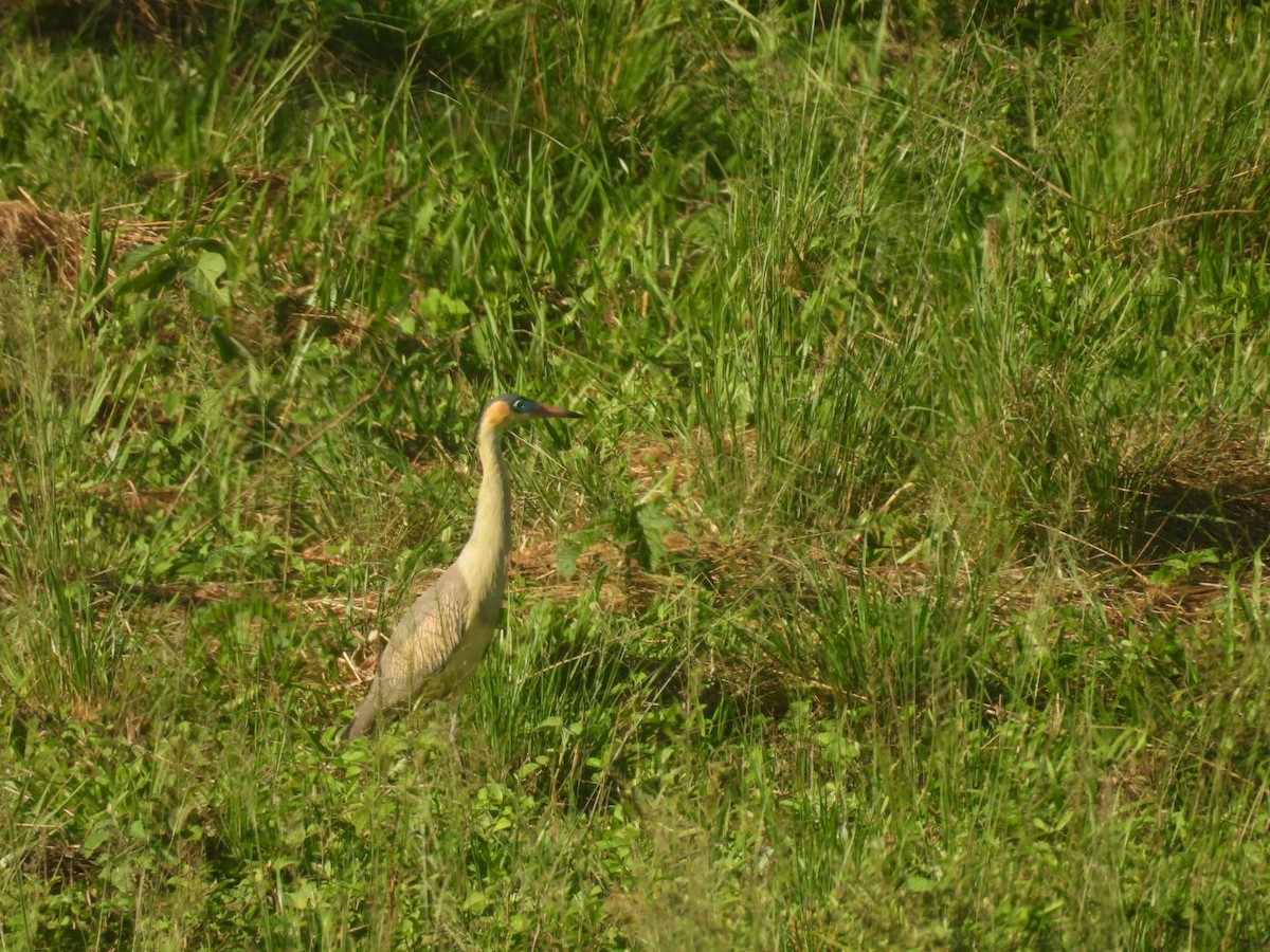 Whistling Heron - ML647726292