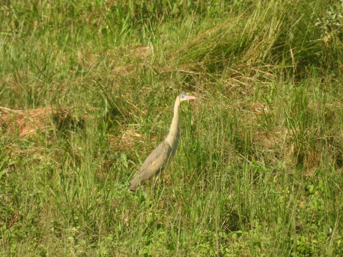 Whistling Heron - ML647726293