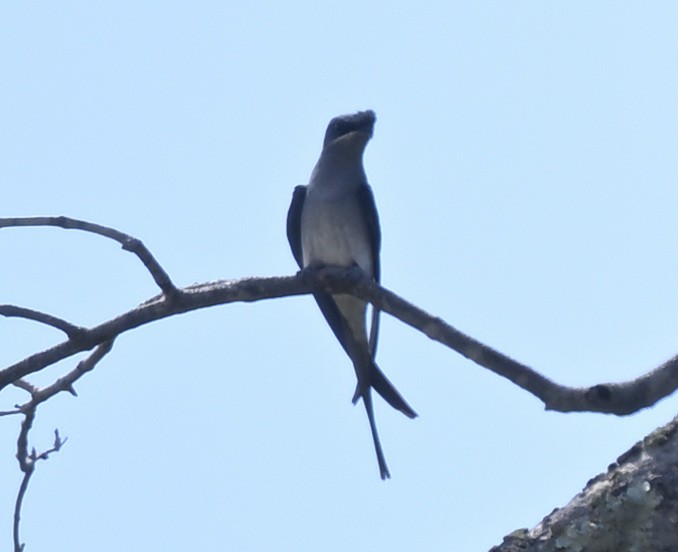 Crested Treeswift - ML647726294