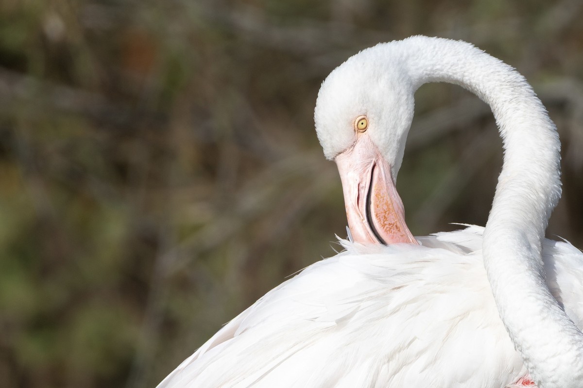Greater Flamingo - ML647726300
