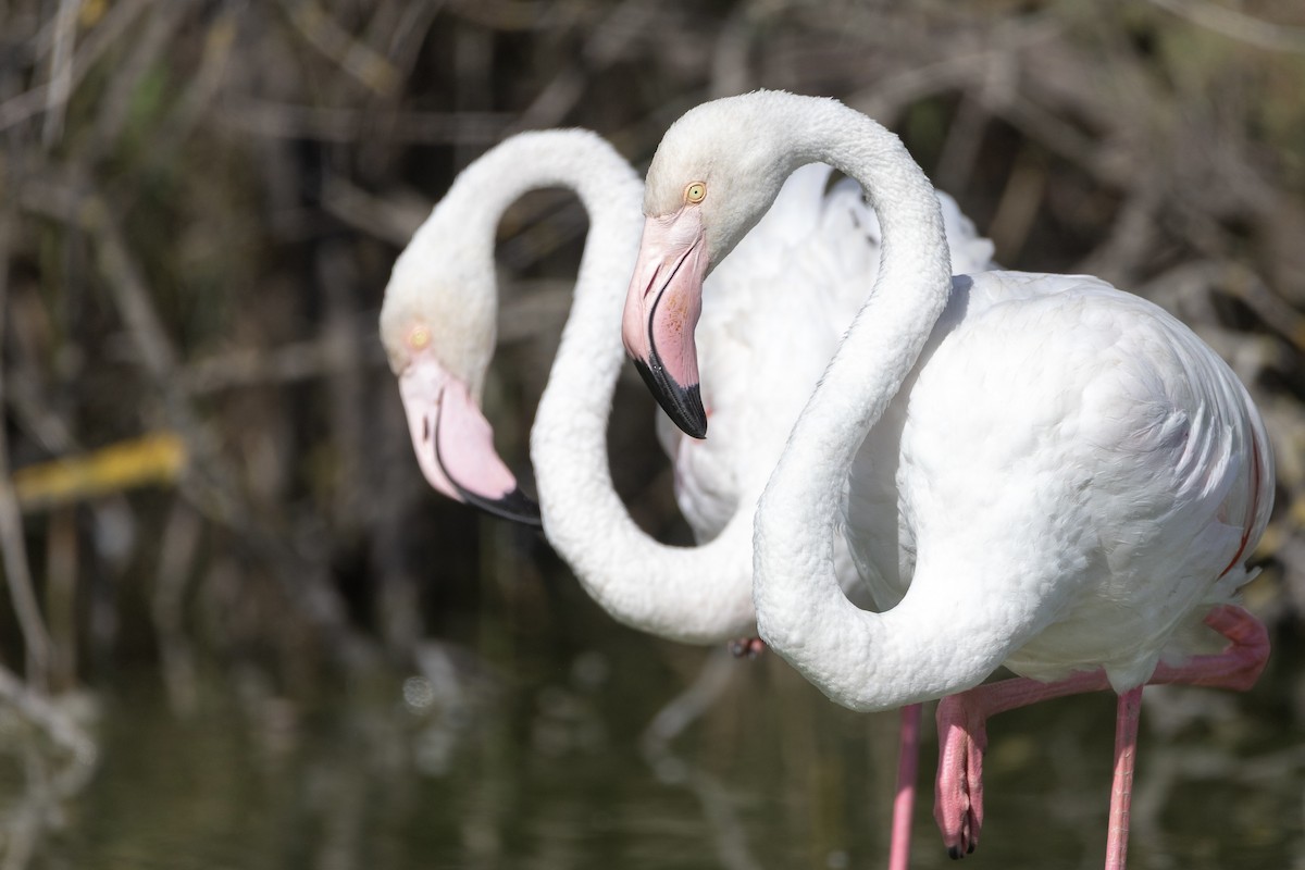 Greater Flamingo - ML647726302