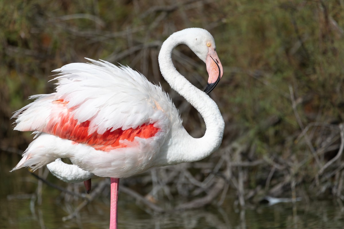 Greater Flamingo - ML647726303