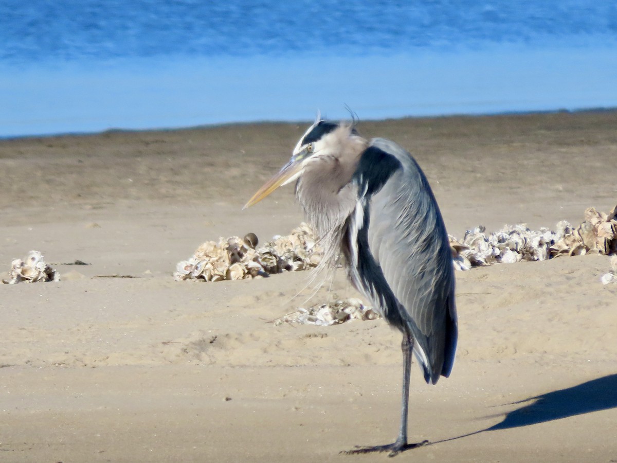Great Blue Heron - ML647726311