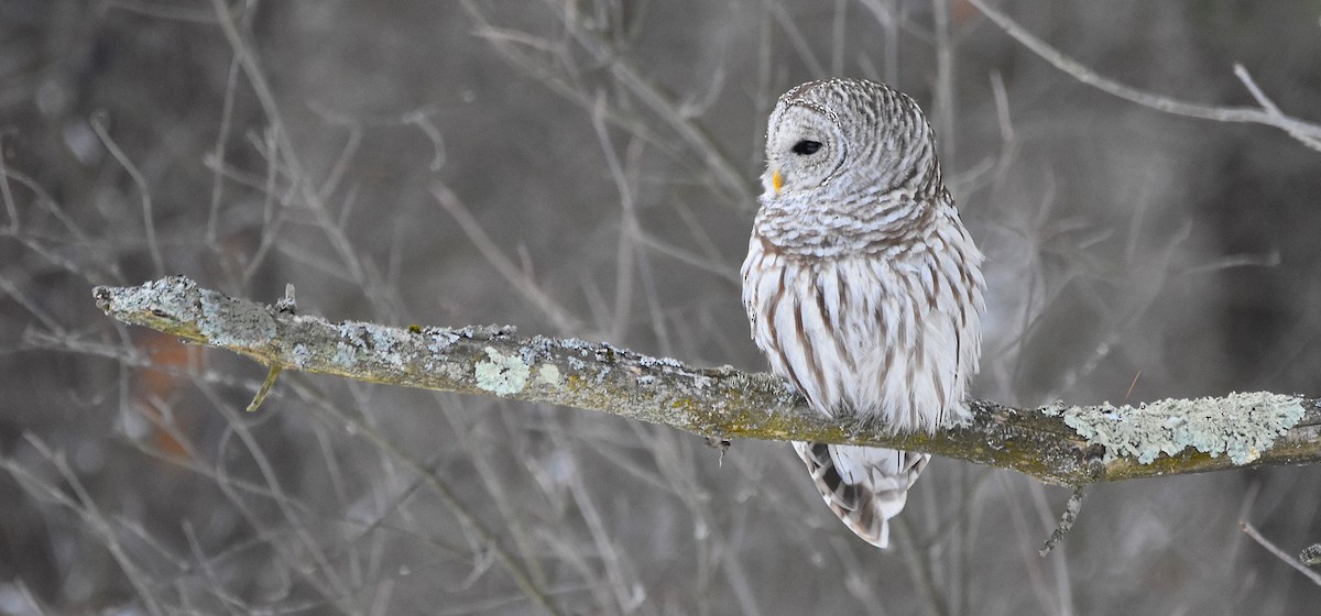 Barred Owl - ML647726312