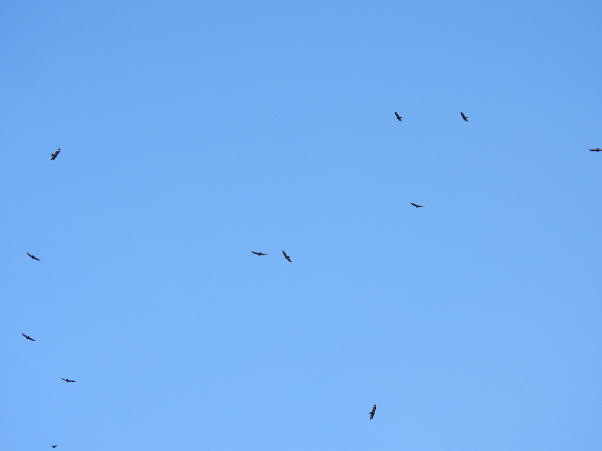 kondor krocanovitý - ML647726327