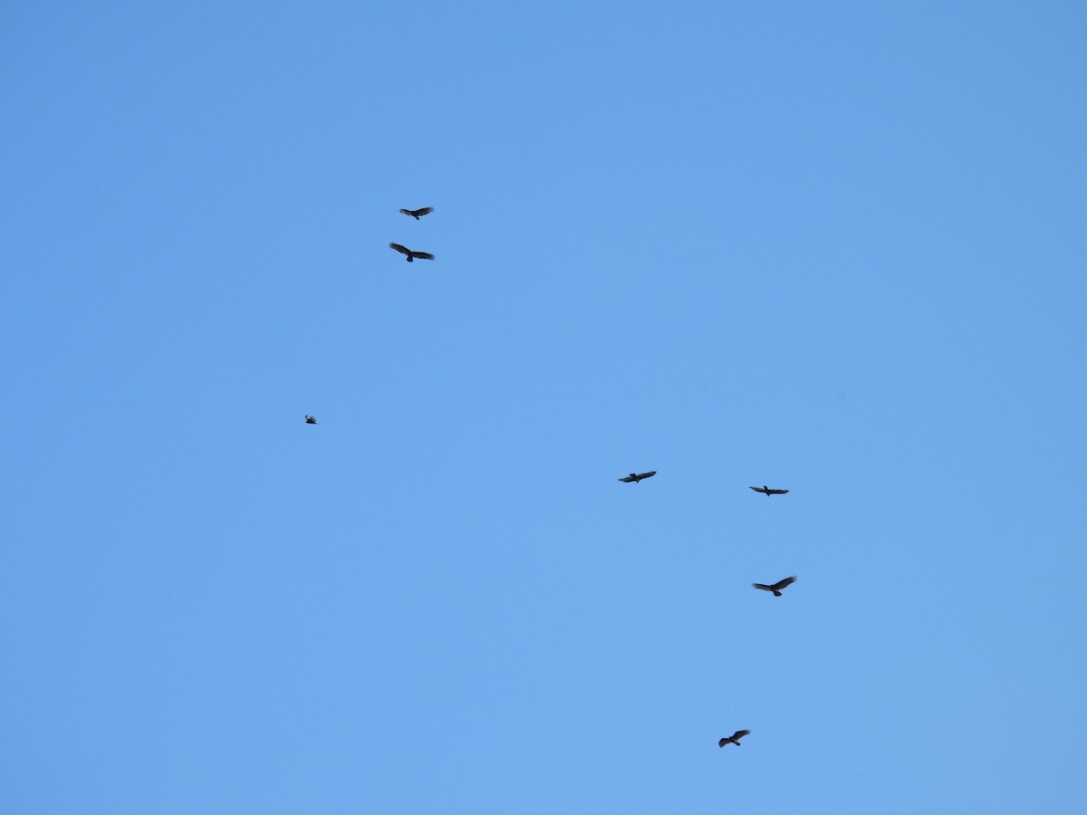 kondor krocanovitý - ML647726328