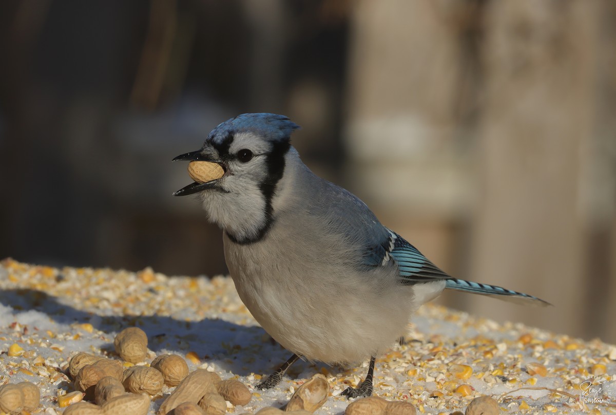 Blue Jay - ML647726329