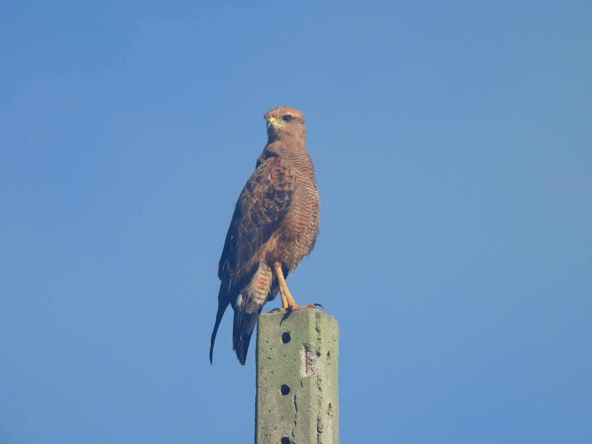 Otlak Şahini - ML647726338