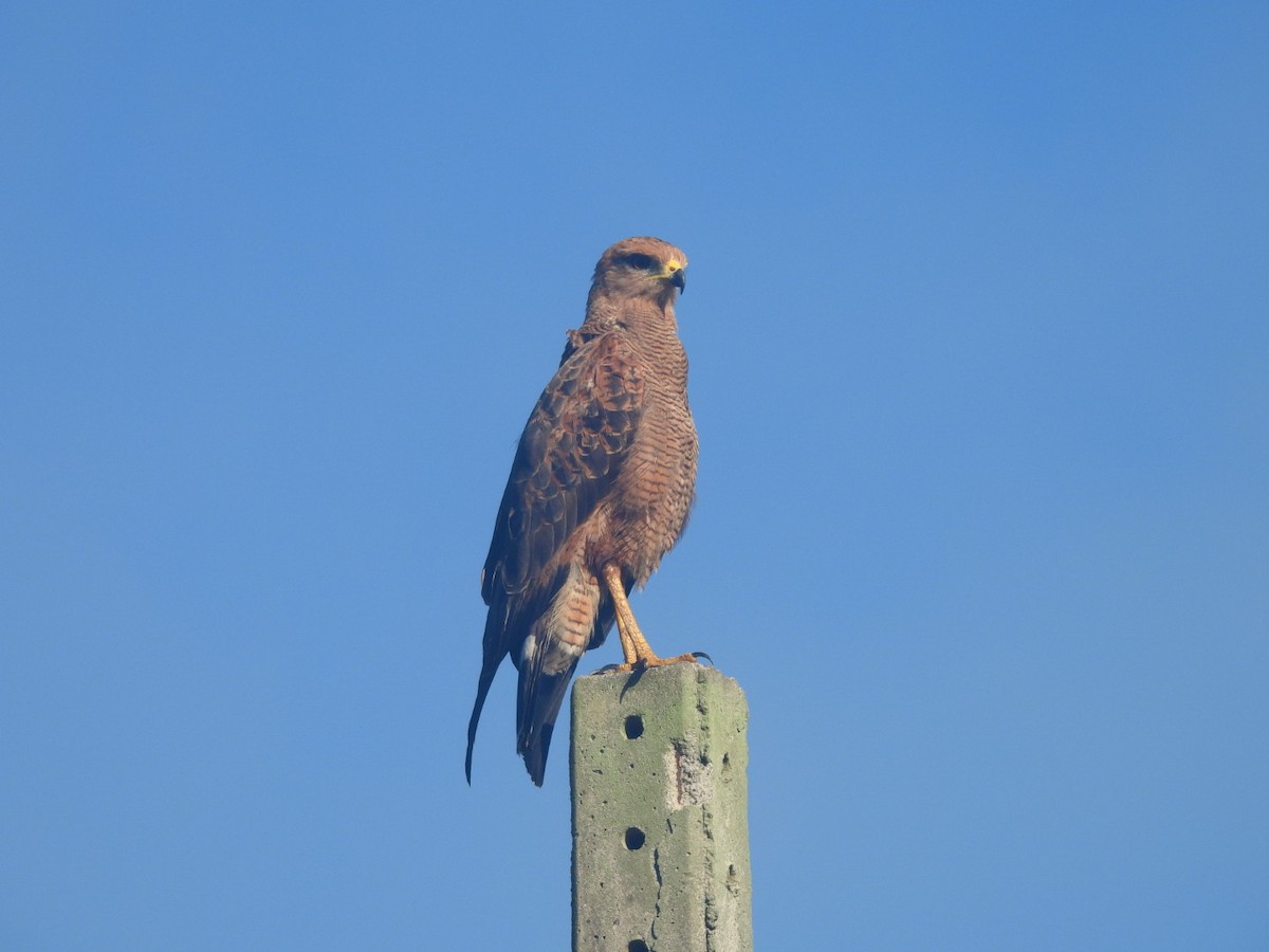 Otlak Şahini - ML647726339