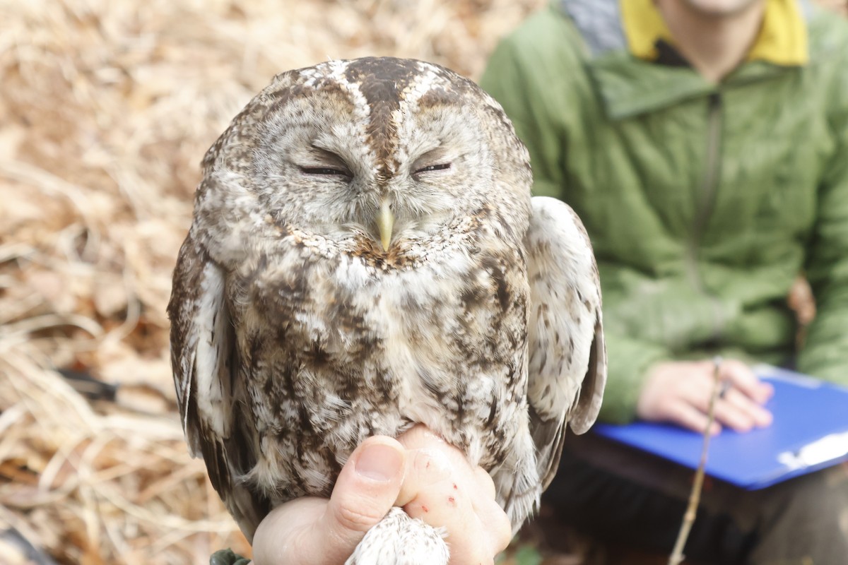 kattugle - ML647726359