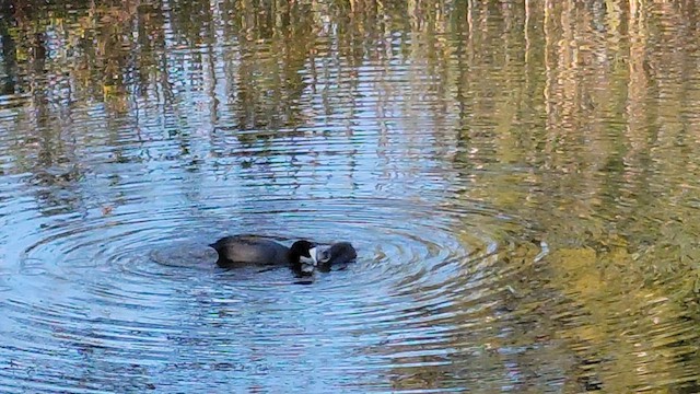 Red-knobbed Coot - ML647726364