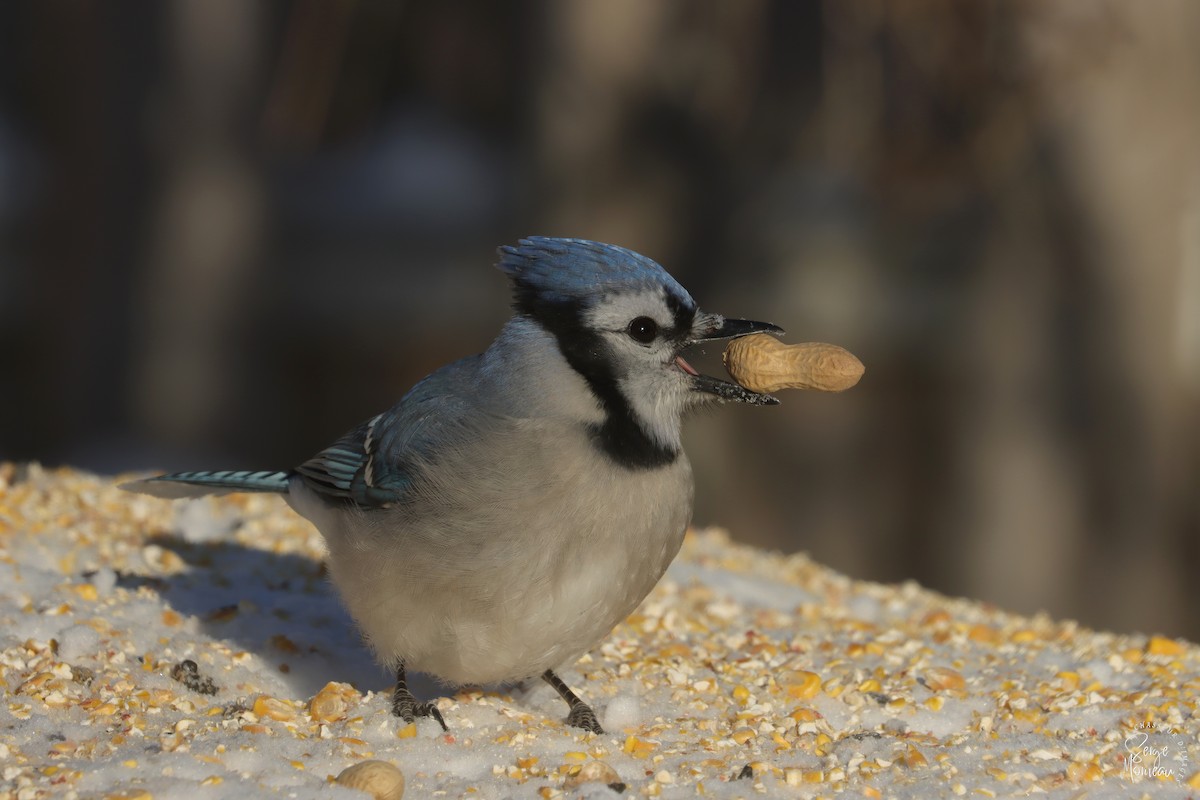 Blue Jay - ML647726368