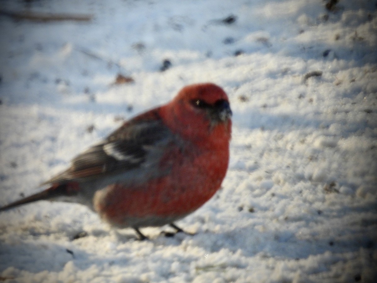 Pinu-gailupa - ML647726370