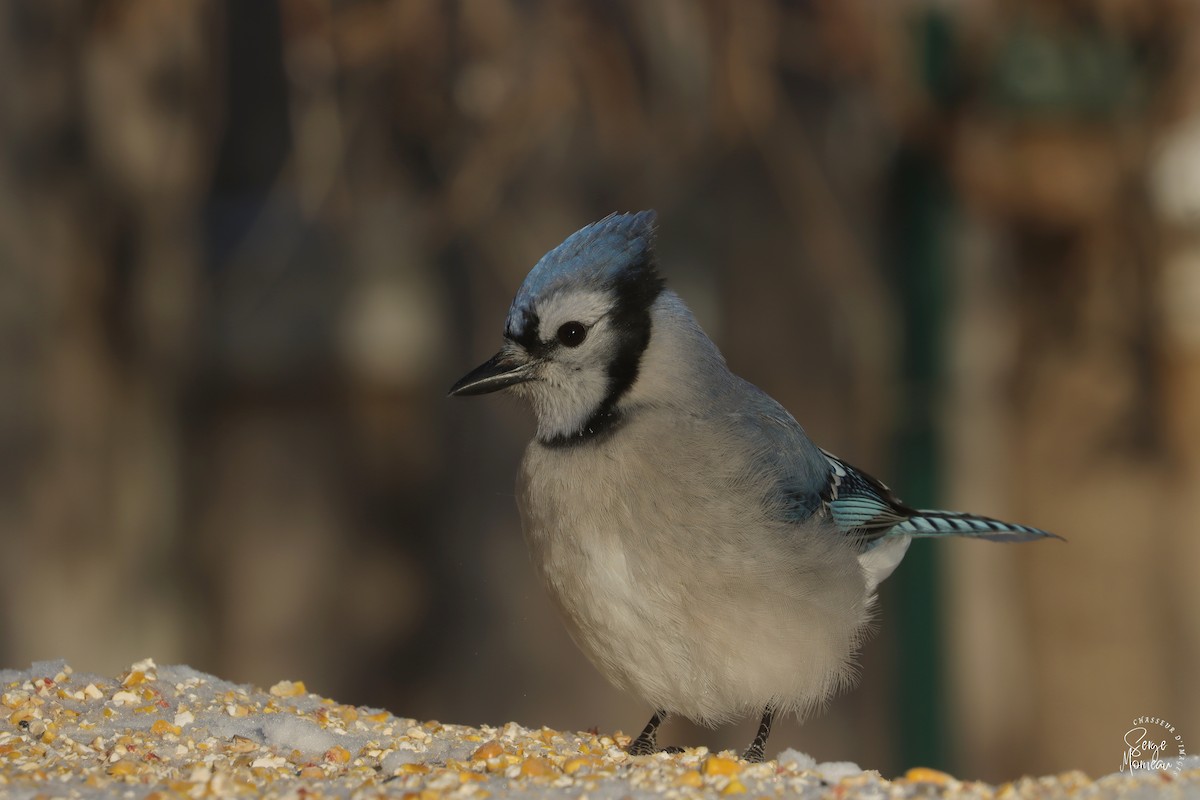 Blue Jay - ML647726383