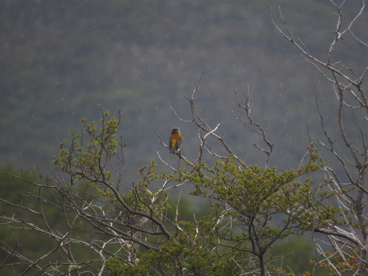 Patagonian Sierra Finch - ML647726384