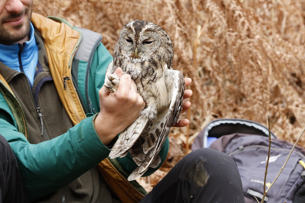 kattugle - ML647726405