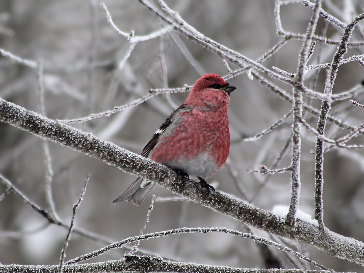 Pinu-gailupa - ML647726431