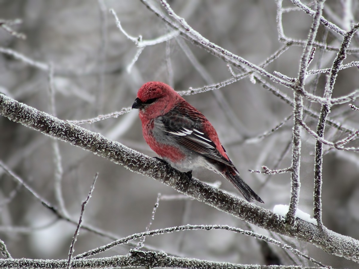 Pinu-gailupa - ML647726432