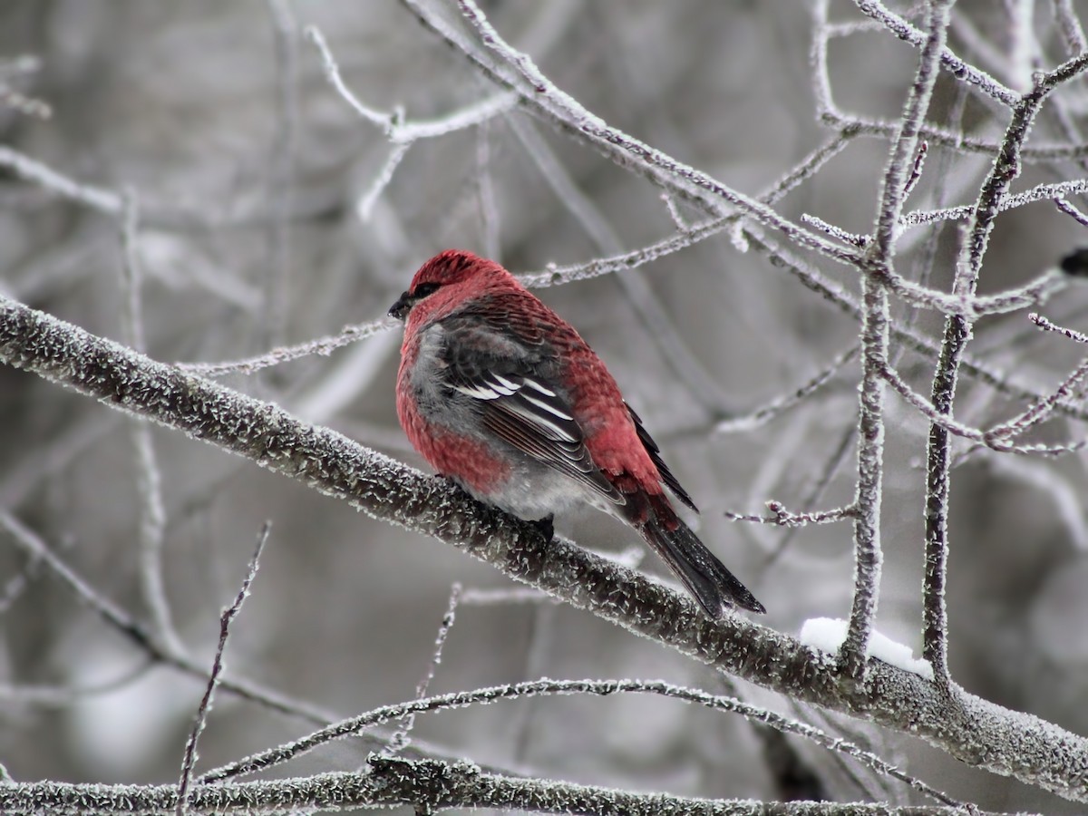 Pinu-gailupa - ML647726433