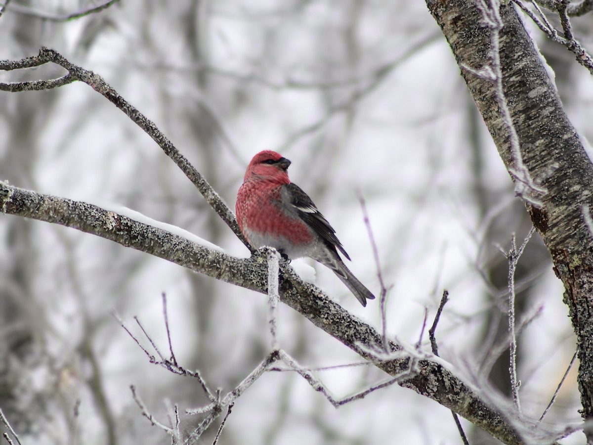 Pinu-gailupa - ML647726434