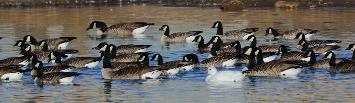Ross's Goose - ML647726444