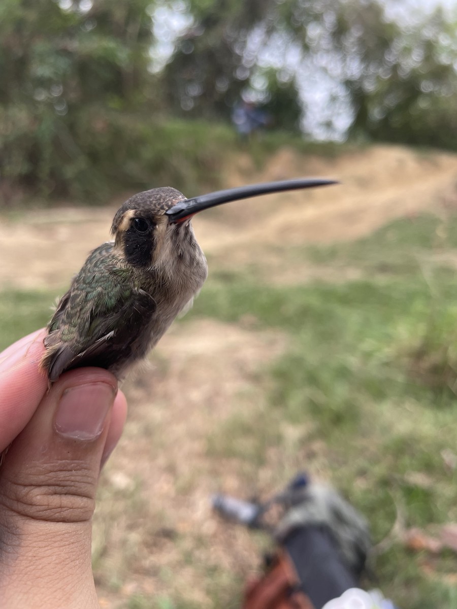 Ermitaño Ventripálido - ML647726450