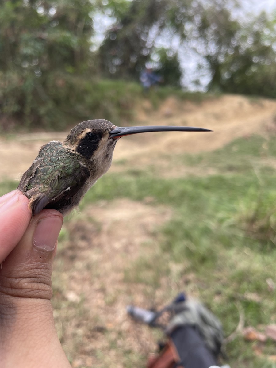 Ermitaño Ventripálido - ML647726451