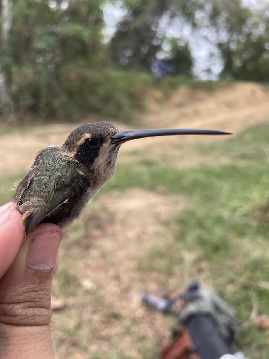 Ermitaño Ventripálido - ML647726452