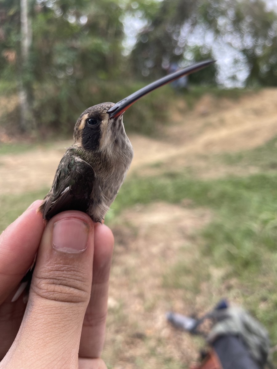 Ermitaño Ventripálido - ML647726453