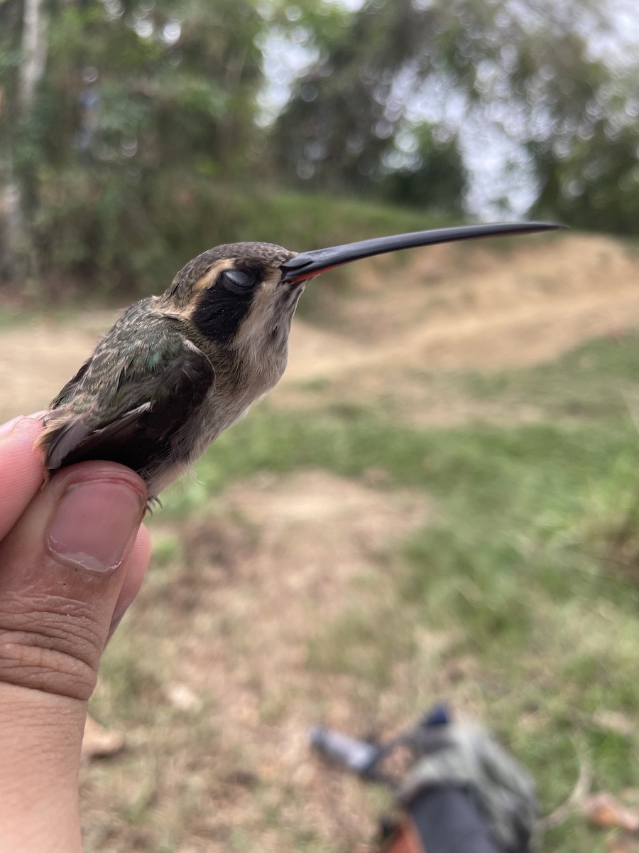 Ermitaño Ventripálido - ML647726456