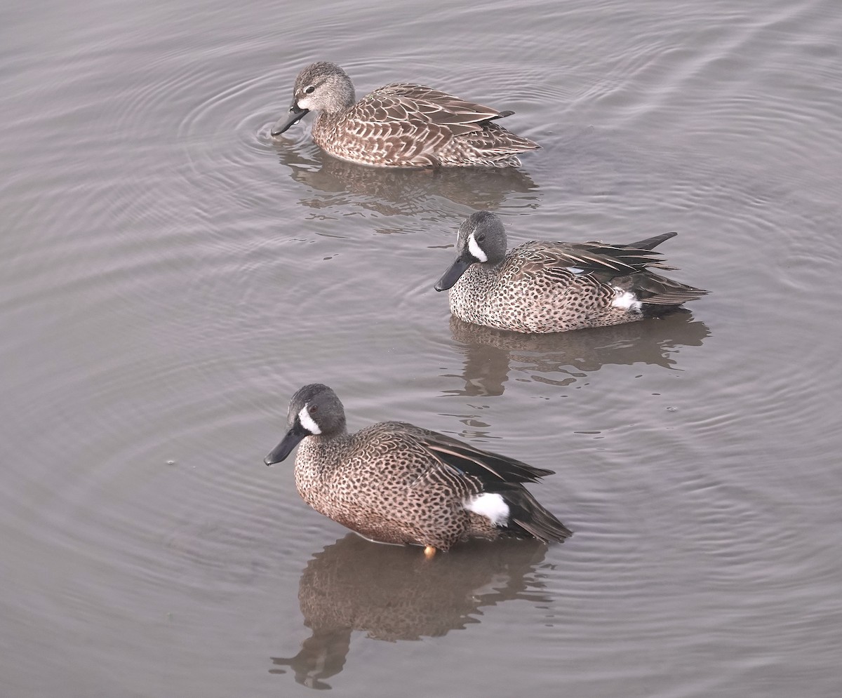 Blue-winged Teal - ML647726487