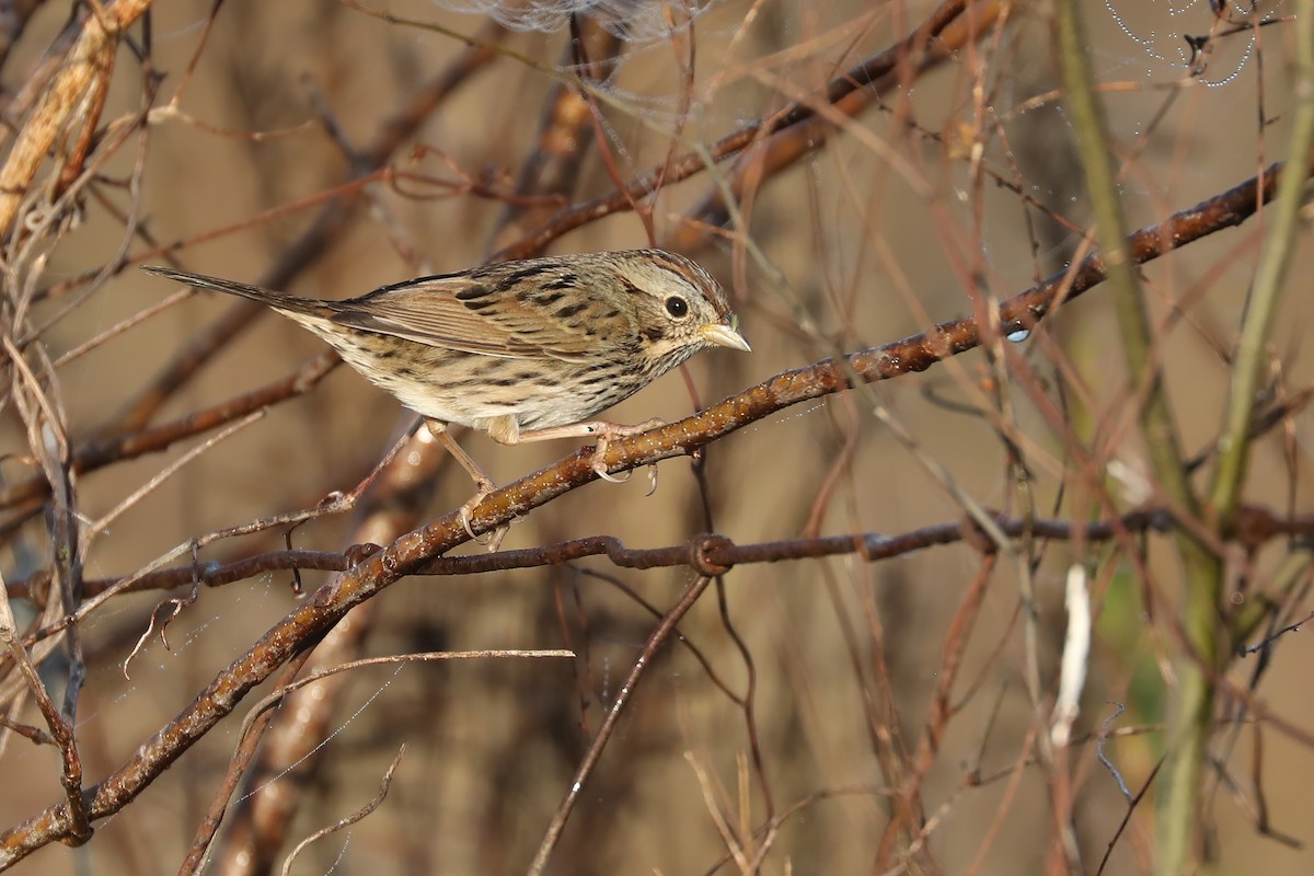 Lincoln's Sparrow - ML647726491