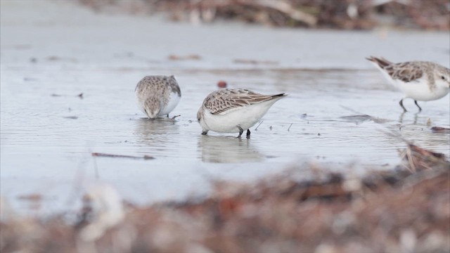 Red-necked Stint - ML647726496
