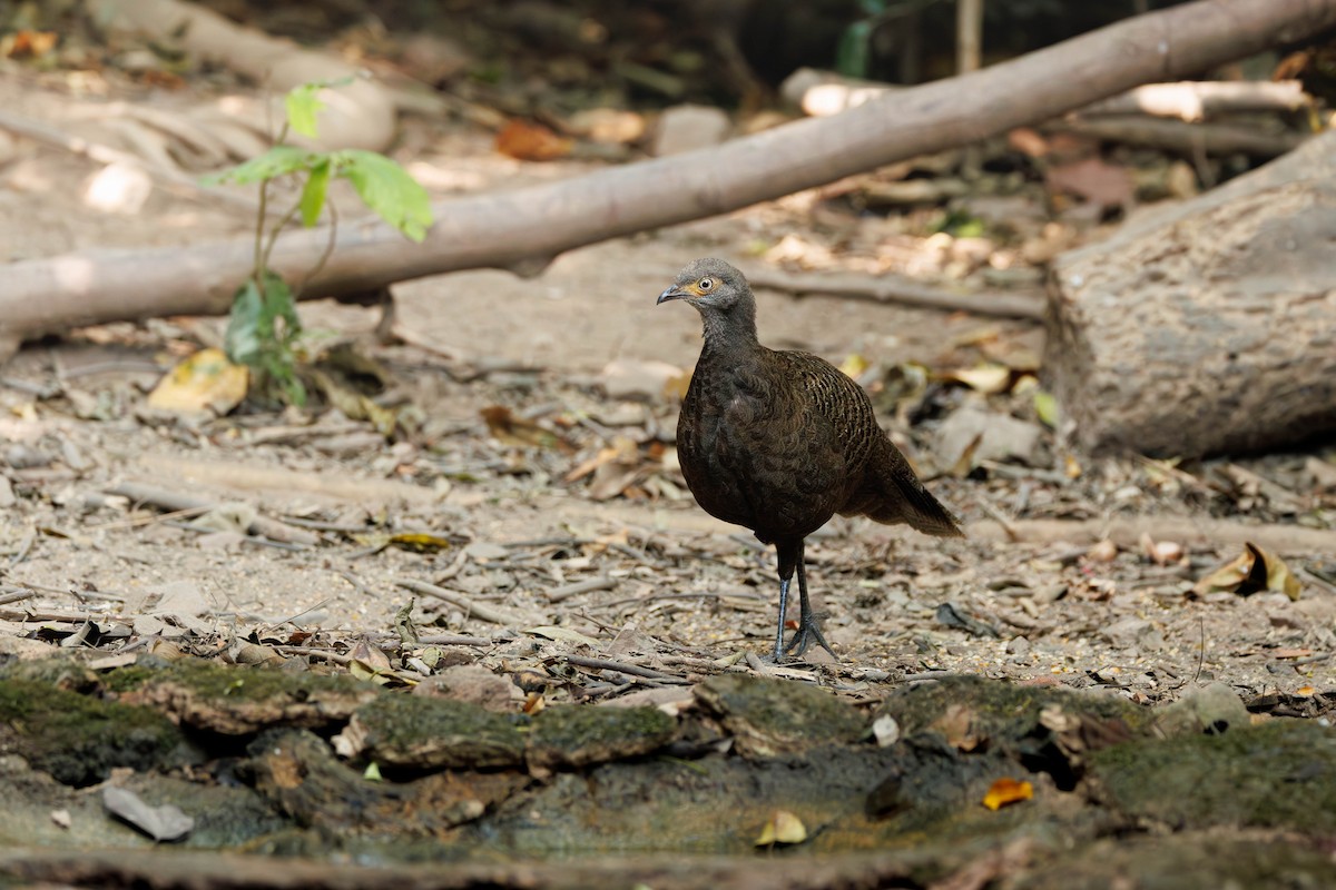 Espolonero Chinquis - ML647726497