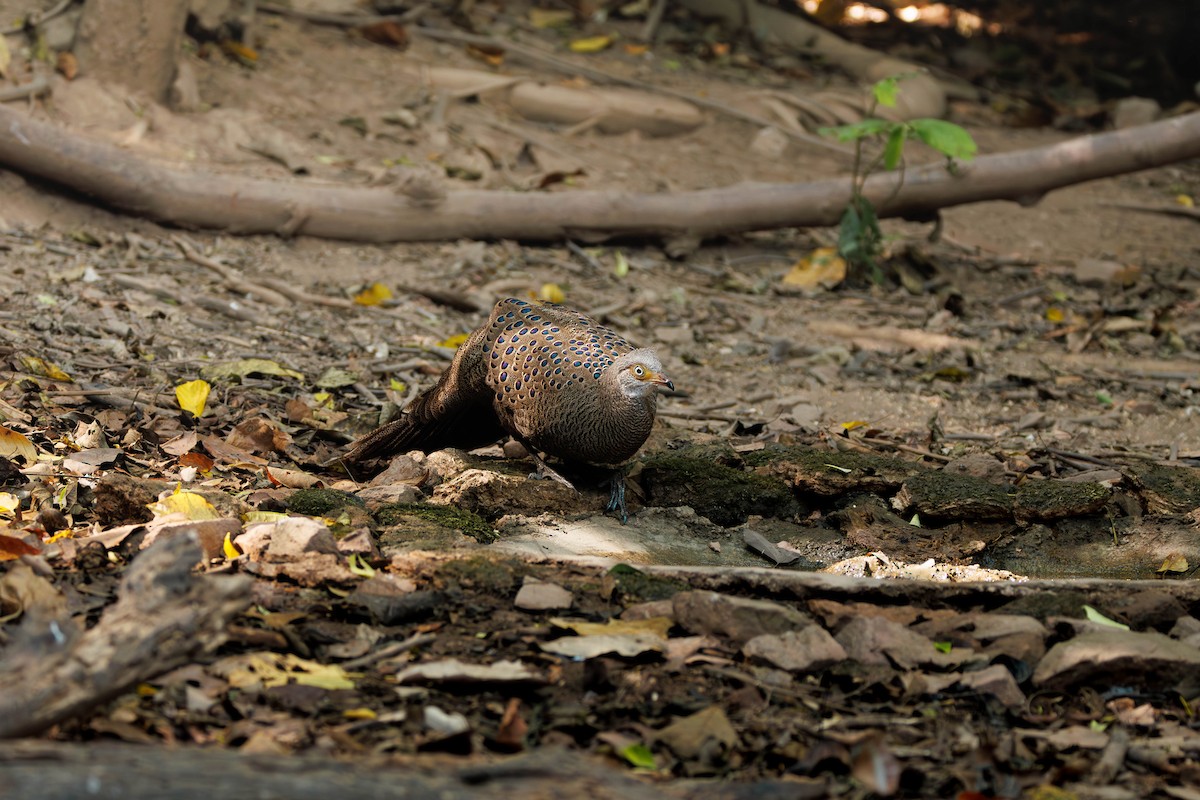 Espolonero Chinquis - ML647726502