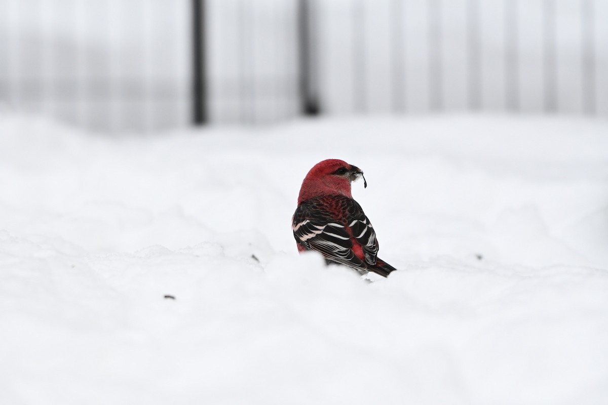 Pinu-gailupa - ML647726506