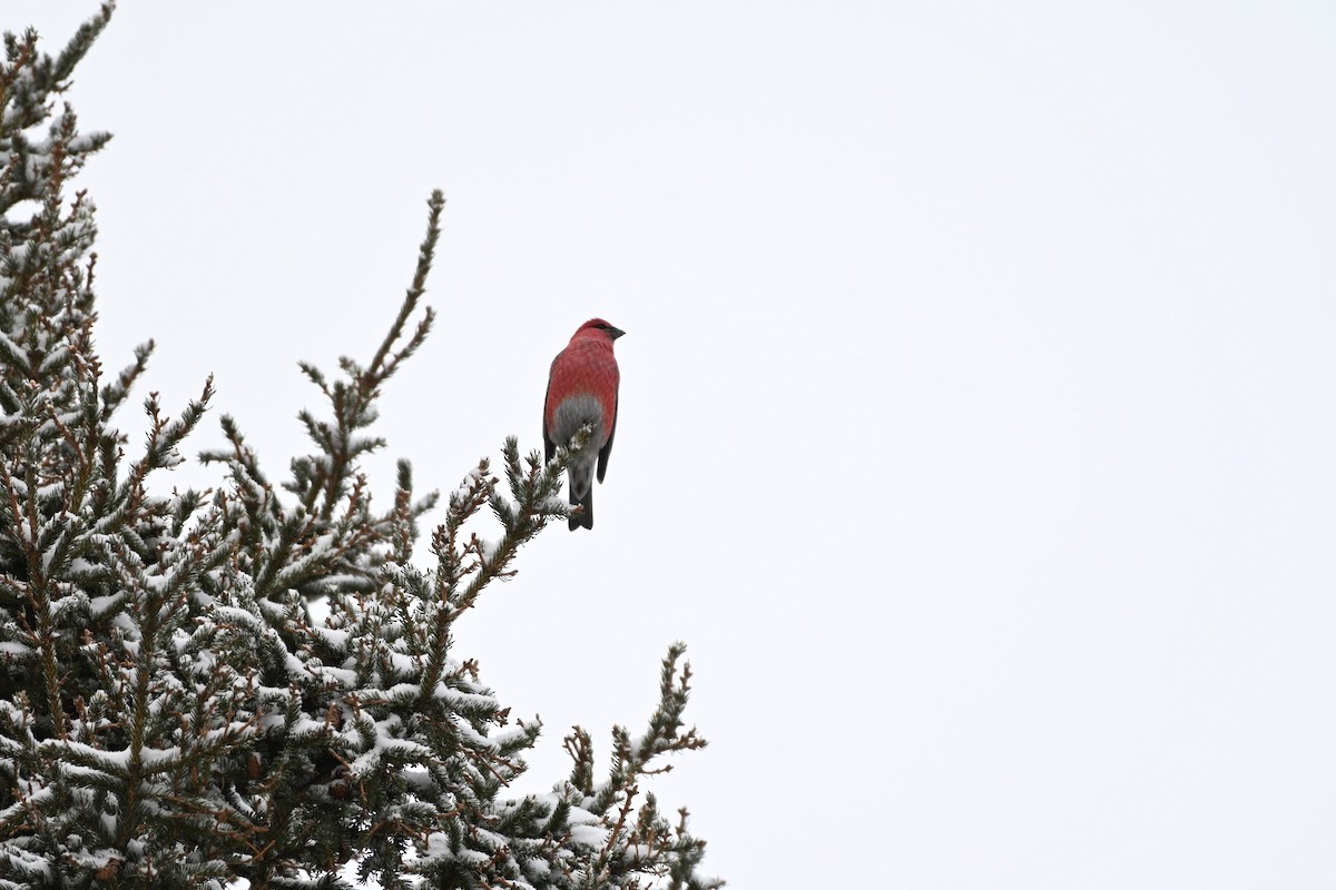 Pinu-gailupa - ML647726515