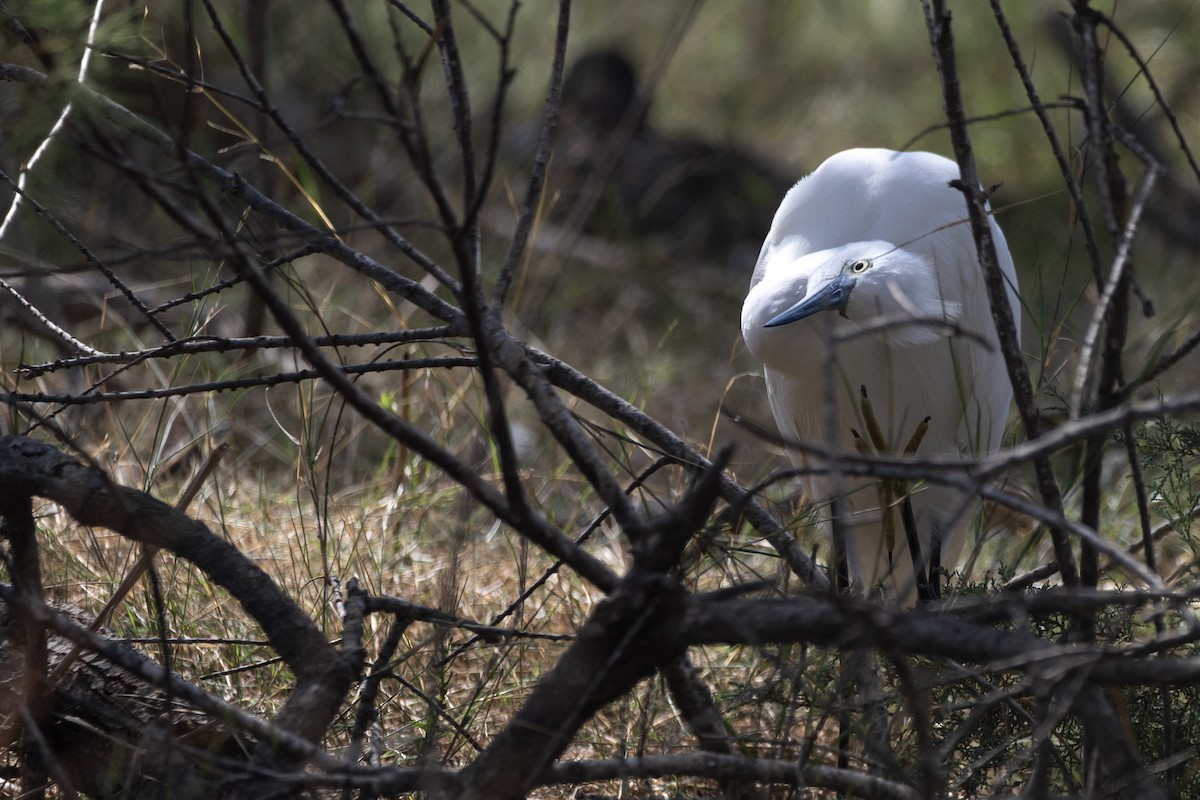 Little Egret - ML647726519