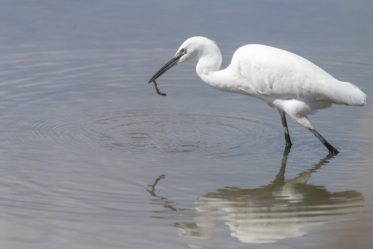 Little Egret - ML647726521