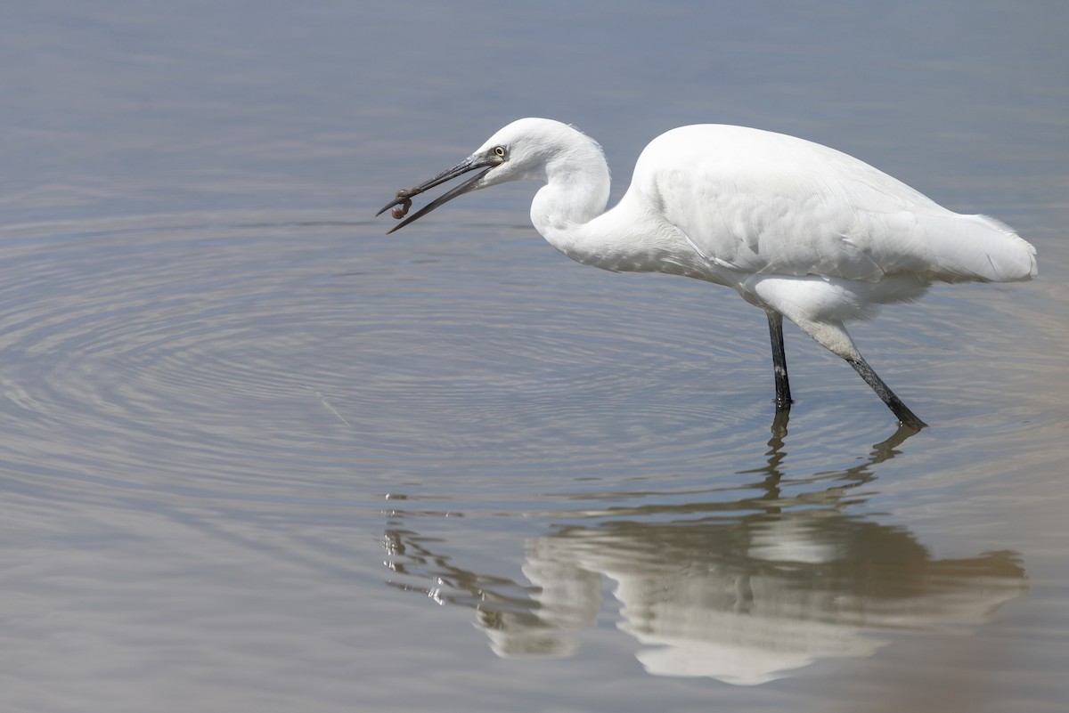Little Egret - ML647726522