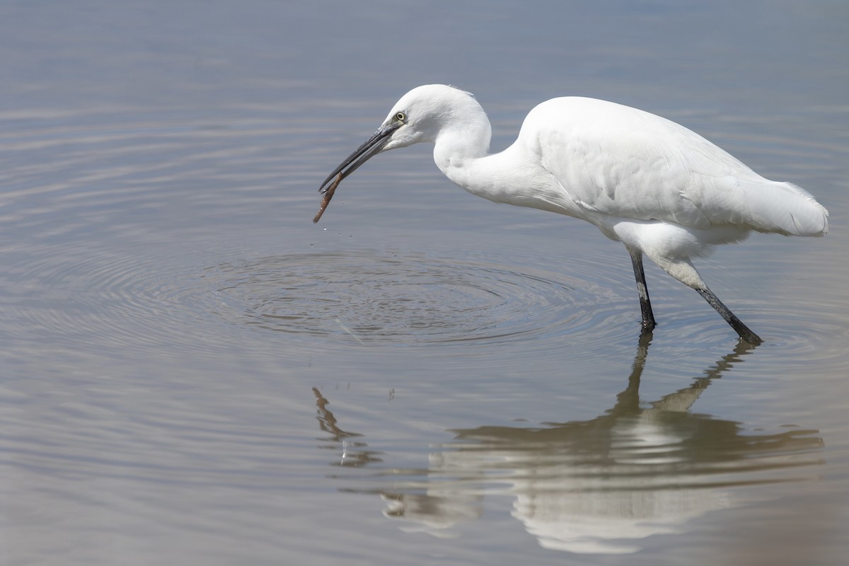 Little Egret - ML647726523