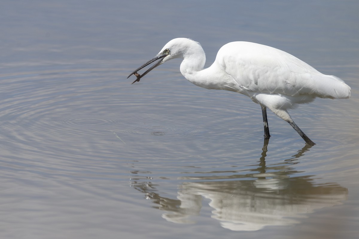 Little Egret - ML647726525