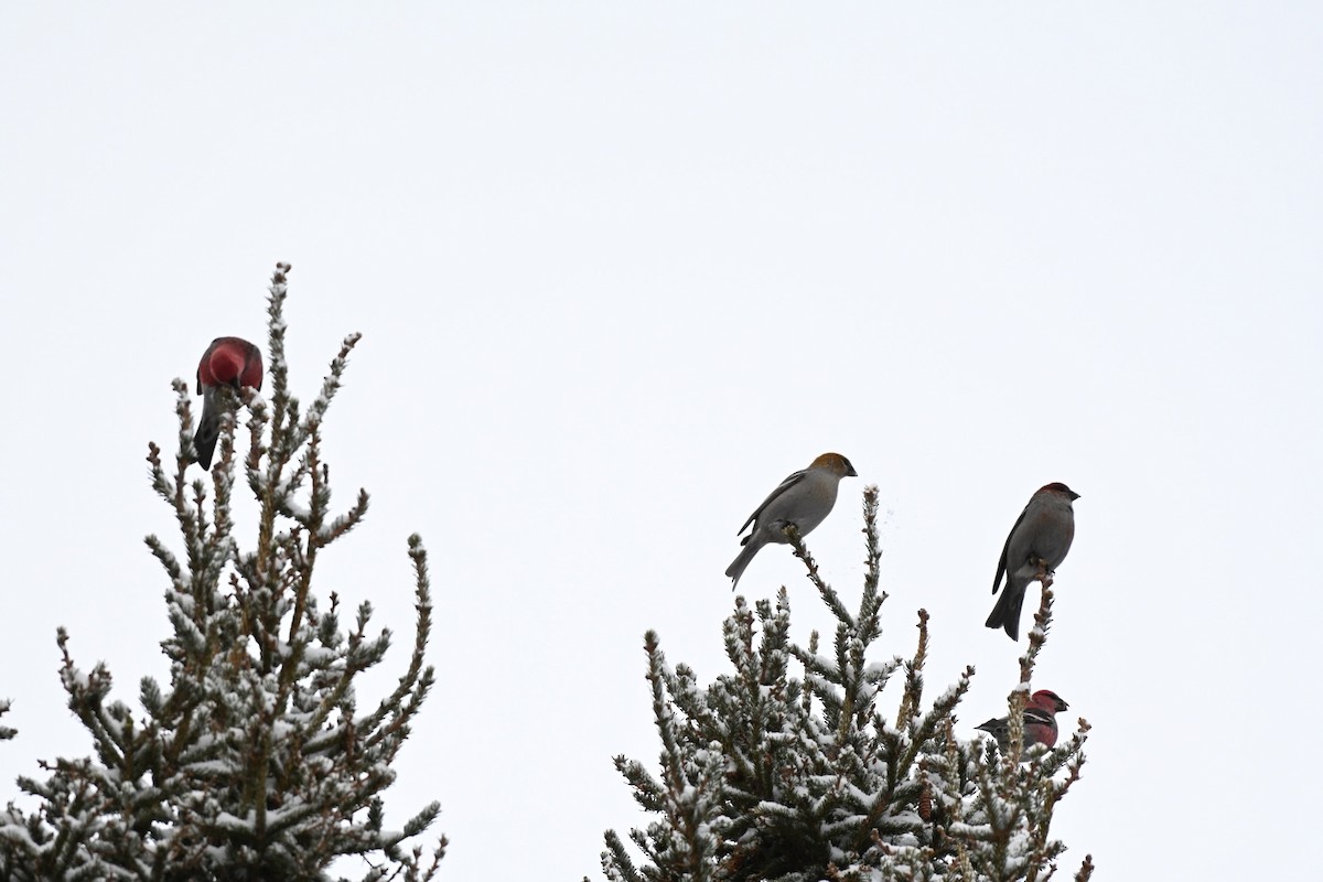 Pinu-gailupa - ML647726527