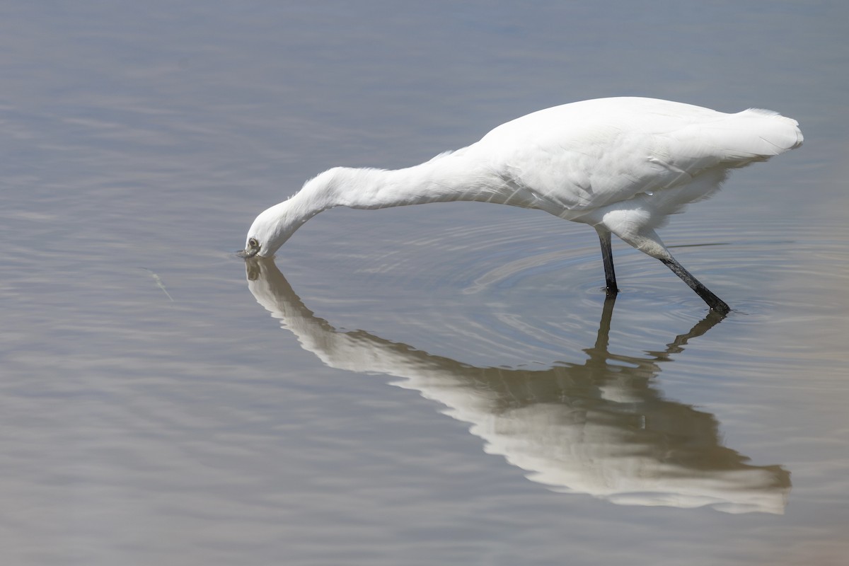 Little Egret - ML647726528