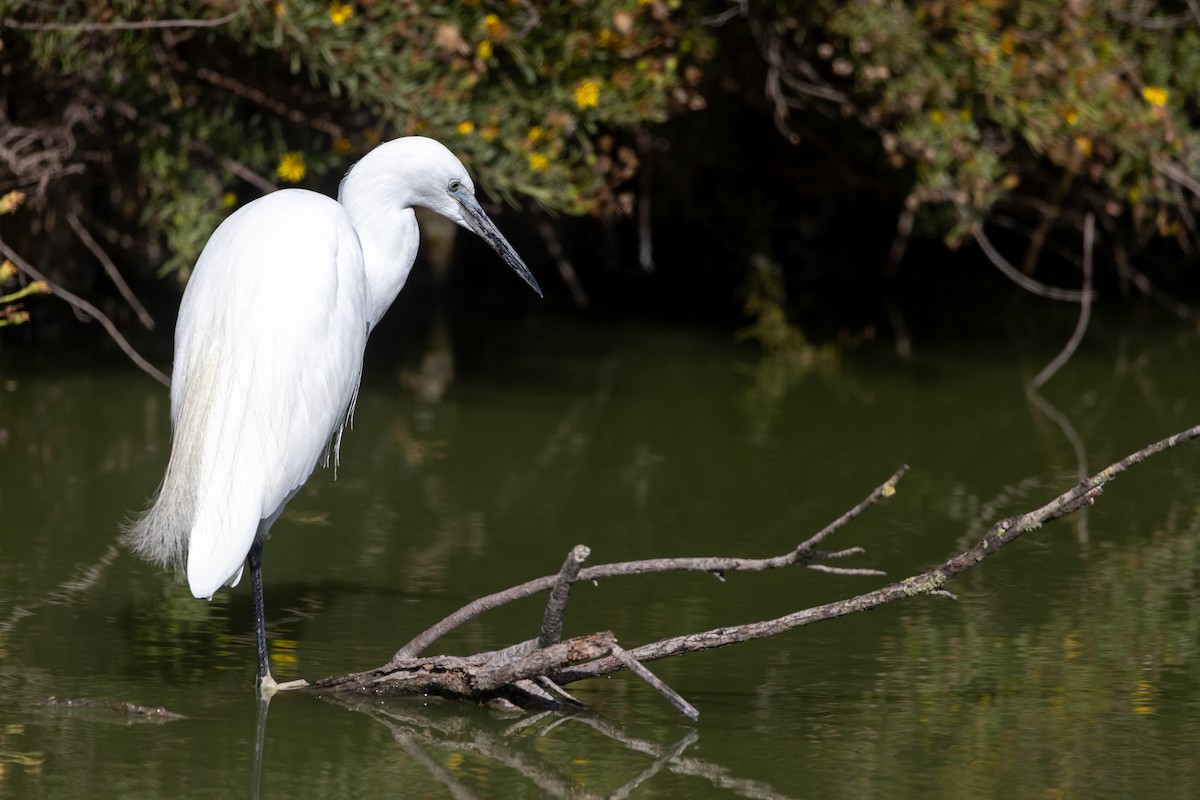 Little Egret - ML647726529