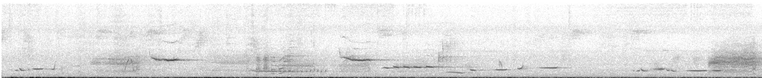 Pied Butcherbird - ML647726544