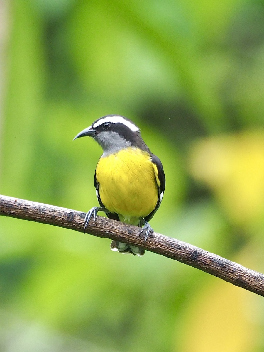 Bananaquit - ML647726555