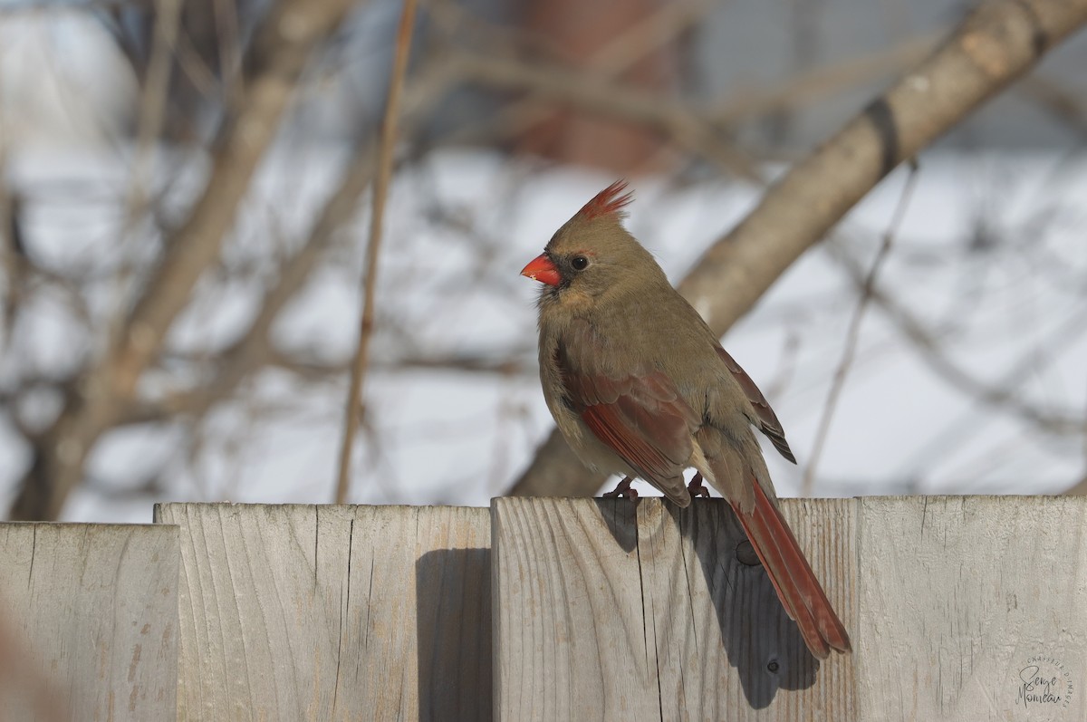 Northern Cardinal - ML647726560