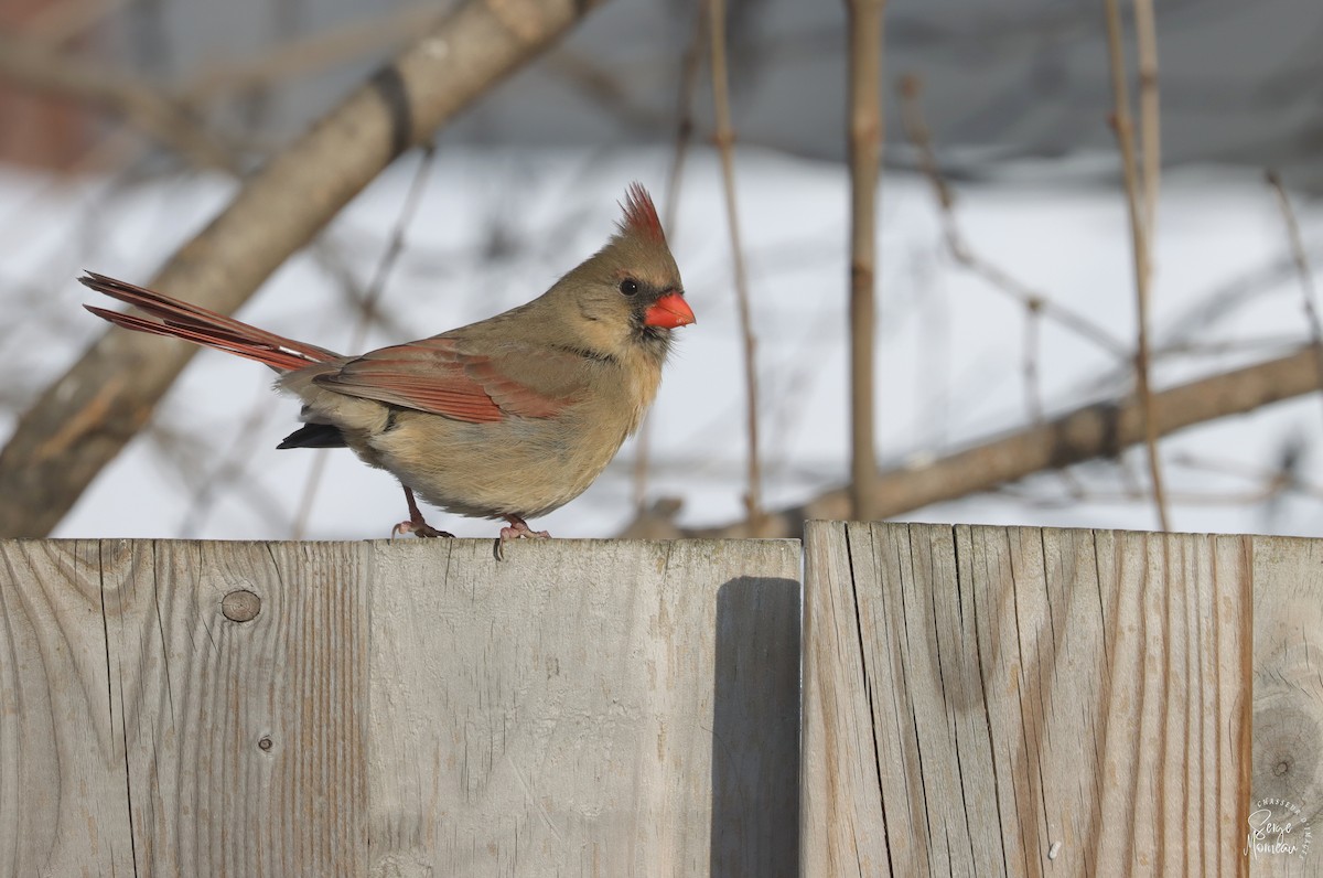 Northern Cardinal - ML647726561
