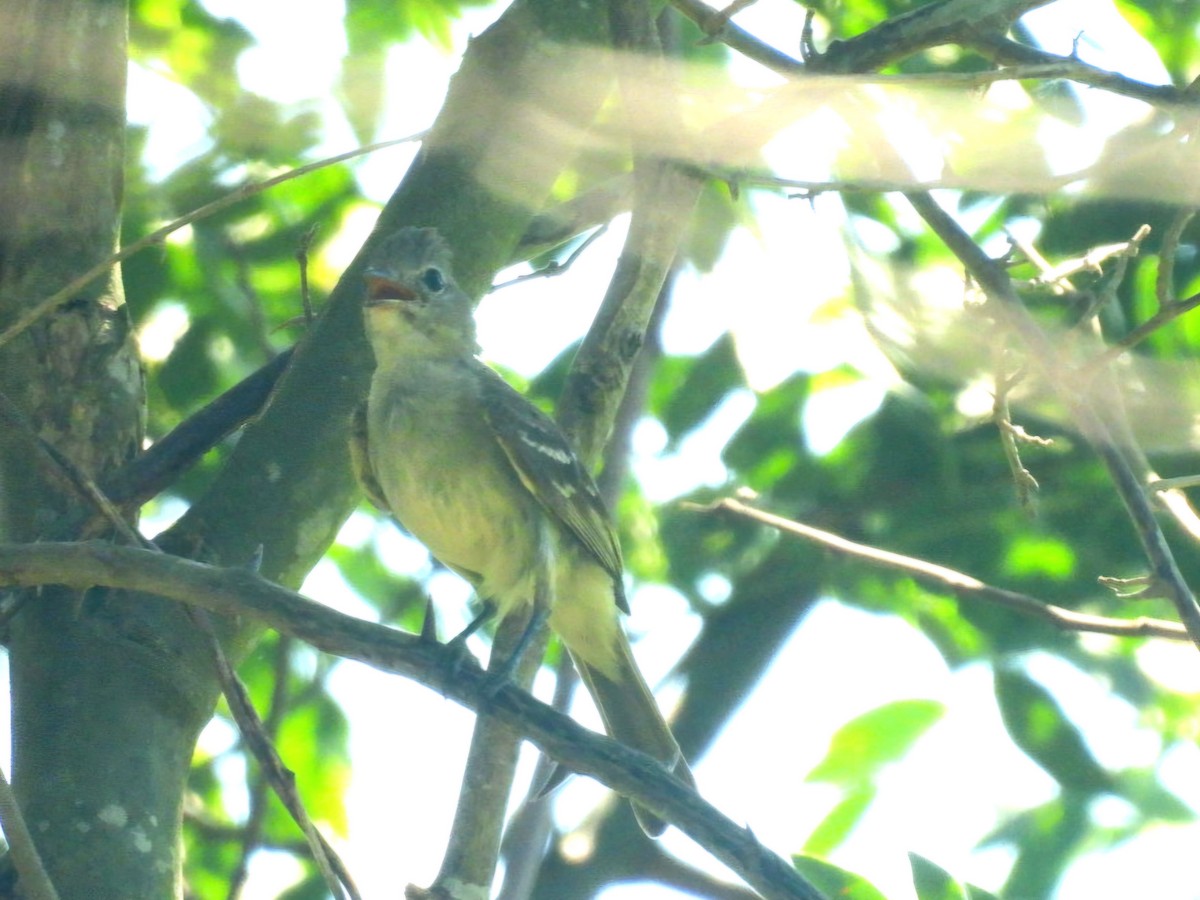 Yellow-bellied Elaenia - ML647726562